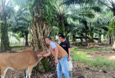 Jelang Idul Adha, Distan Usulkan 900 Dosis Vaksin
