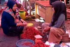 Harga Cabai Merah Di Bengkulu Selatan Berangsur Stabil