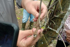 Penyakit Busuk Pangkal Batang Paling Ditakuti Petani Lada, Ternyata Ini Cara Mengatasinya