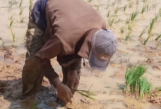 Suplai Air Jadi Kendala Utama Petani Bengkulu Selatan Kelola Sawah