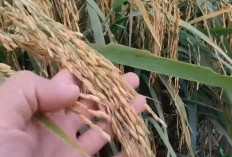 4 Varietas Padi Lokal Unggul Baru dan Belum Banyak Diketahui Petani, Padi Asal Malaysia Kalah Jauh