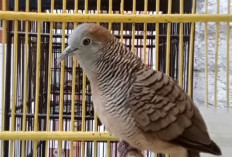 Bukan Burung Biasa, Keistimewaan Burung Perkutut, Suara Merdu dan Burung Tua Yang Banyak menyimpan Mitos