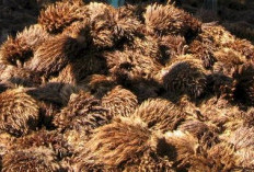 3 Peluang Bisnis Dari Limbah Sawit, Nyaris Tanpa Modal, Bisa Hasilkan Jutaan