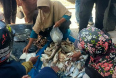 Berkah Bagi Nelayan Bengkulu Selatan, Tangkapan Ikan Banyak, Berharap Musim Bertahan Lama