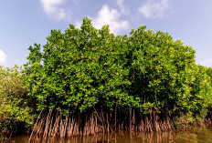 Komunitas Pegiat Mangrove Maje Jalankan Penanaman Mangrove di Objek Wisata