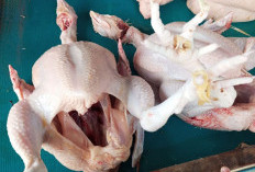 Harga Jual Daging Ayam Melonjak Tajam
