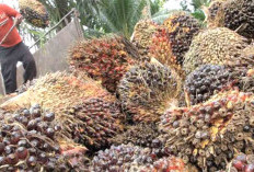 Sempat Anjlok, Harga TBS Sawit di Bengkulu Selatan Merayap Naik Kembali