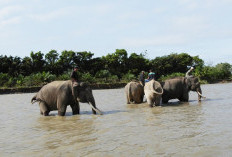 Operasi Merah Putih Langskap Seblat Diperpanjang Hingga Desember 