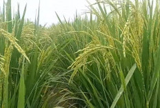 Padi Cibesi, Padi Unggul Hasil Ugal Ugalan, Dijamin Menguntungkan Petani