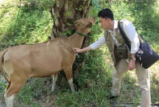 Masih Banyak Sapi Terserang Cacing, Distan Turun Tangan