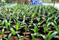 Pemkab Kaur Siapkan Anggaran Rp2,4 Miliar untuk Bibit Sawit GratisA