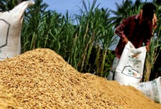 Bulog Serap Ribuan Ton Gabah dan Beras Petani Seluma 
