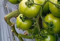 4 Jenis Tomat Yang Cocok Dikembangkan Petani Di Daerah Dataran Rendah