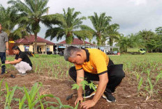 Wujudkan Ketahanan Pangan Polres Bengkulu Selatan Tanam 300 Batang Pepaya