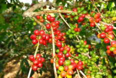 Gawat Hama PBKo Serang Kopi Indonesia, Petani Harus Waspada, Serangan Sudah Terjadi Di Daerah Gayo