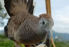 Ingin Rezeki Datang Dari Segala Penjuru, Rumah Tangga Bahagia, Pelihara Burung Perkutut Berkuku Putih