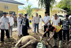 Polres Bengkulu Selatan Kurban 5 Ekor Sapi, Satu Kerbau dan Satu Kambing