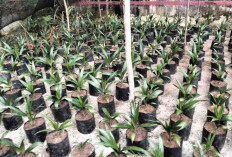 Program 1 Juta Bibit Sawit Gratis di Kabupaten Kaur Disiapkan 5 Tahun