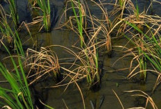 2 Varietas Padi Paling Cocok Ditanam di Tahan Asaman, Harapan Baru Petani di Lahan Marginal