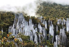 Objek Wisata di Taman Nasional Gunung Mulu, Kepingan Surga Jatuh ke Bumi Malaysia