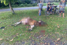 Curnak Kembali Mengganas, Kapolres Bengkulu Selatan Sampaikan Hal Ini