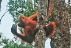 Taman Nasional Tanjung Puting di Kalimantan: Sejarah dan Dayatariknya