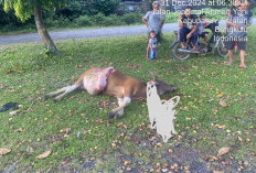 BREAKING NEWS : Pencuri Ternak di Bengkulu Selatan Makin Beringas, Gasak Sapi di Tengah Kota