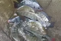 Belum Banyak Yang Tahu, Ikan Nila Bukan Ikan Asli Indonesia, Ini Negara Asalnya