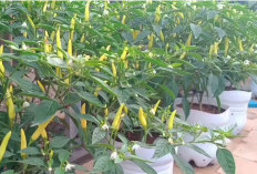Cara Mudah Menanam Cabai Rawit di Pot dari Bekas Galon Air Mineral, Cocok untuk Pekarangan Rumah