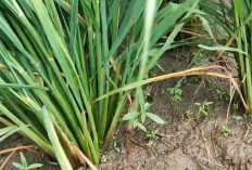 Cara Memperbanyak Anakan Padi Dijamin Menguntungkan Petani