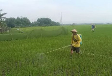Kesalahan Fatal Penyemprotan Padi Yang Jarang Diketahui Petani, Dampaknya Bisa Gagal Panen
