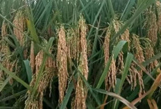 Sulit Mendapatkan Pupuk Urea Untuk Memupuk Padi? Bisa Gunakan 5 Pupuk Alternatif Ini, Hasilnya Sama Saja