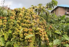 Pengusaha Kopi Brazil Datang Ke Lampung, Kagum Lihat Kopi Berbuah Lebat