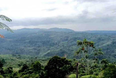 Bupati Seluma Masih Tunggu Kajian Komprehensif Rencana Tambang Emas Bukit Sanggul