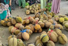 5 Daerah Penghasil Durian Terbanyak di Indonesia, Bukan Kalimantan, Sumatera dan Jawa Mendominasi