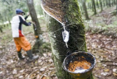 Harga Getah Karet Capai Rp15 Ribu, Petani Diimbau Jaga Kualitas