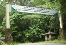 Taman Nasional Bukit Barisan Selatan, Benteng Terakhir Flora dan Fauna, Sebagian Terancam Punah