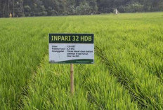 Rahasia Padi Inpari 32 Tidak Rebah Saat Ditanam Di Musim Hujan