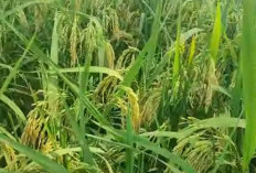 8 Padi Unggul Umur Pendek, Potensi hasil Di Atas 10 Ton