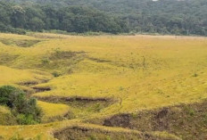 Savana Tegal Panjang, Spot Instagramable Tersembunyi yang Jarang Diketahui