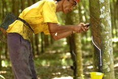 Harga Getah Karet Anjlok, Petani Bengkulu Selatan Kian Menjerit