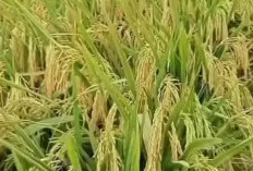 Keunggulan dan Cara Merawat Padi Sedayu, Padi Unggul yang Banyak Ditanam Petani