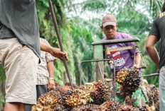 Kembali Naik, Harga TBS Sentuh Rp2580 Per Kilogram