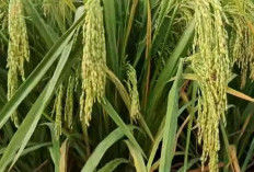 Karakteristik dan Keistimewaan padi Zizania Yang Jarang Diketahui Petani
