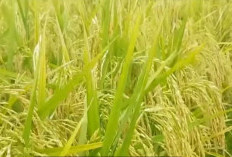 8 Padi Unggul Anakan Banyak, Masa Panen Cepat, Hasil Melimpah, Tahan Hama dan Penyakit, Nasi Pulen dan Wangi