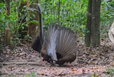 Burung Seribu Mata Mata di Sumatera, Sempat Disebut Punah, Kini Muncul Lagi, Ini Nama Burungnya