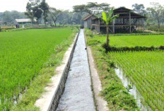 Petani Pino Raya Butuh Tambahan Bendungan  Irigasi