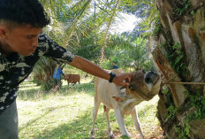 Usai Jembrana, Ternak di Bengkulu Selatan Dihantui Penyakit LSD