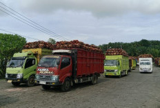 PKS Kembali Terima TBS, Harga Beli Tak Berubah