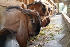 Langkah Jitu Beternak Kambing Menguntungkan untuk Pemula dengan Modal Kecil